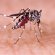 Illustration for article titled Put Your Mind At Ease: 8 Mosquitoes That For Sure Don’t Have Zika